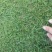 进口狗牙根草籽脱壳净籽矮化耐旱草坪草籽机场绿化草皮种子
