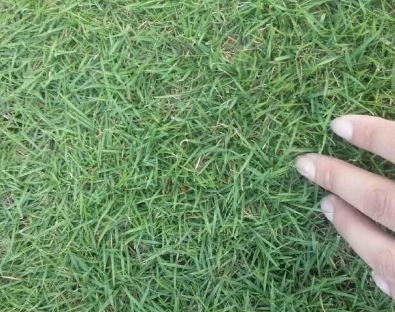 进口狗牙根草籽脱壳净籽矮化耐旱草坪草籽机场绿化草皮种子