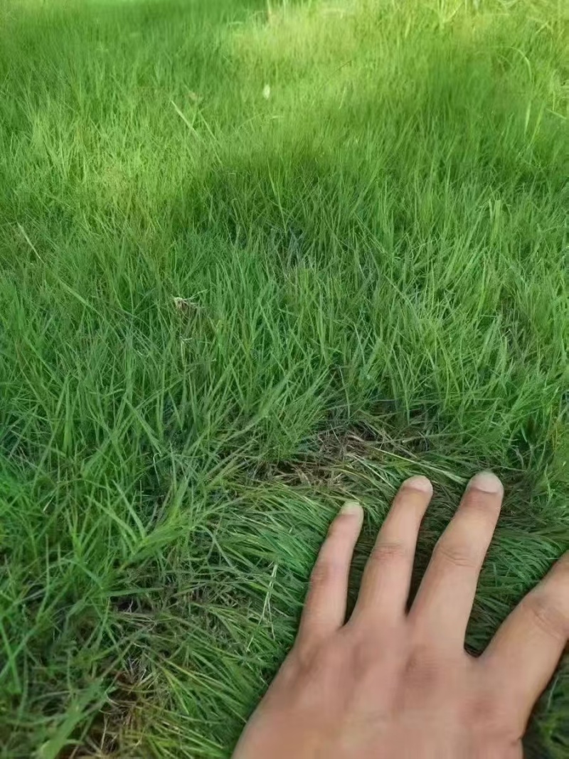 进口狗牙根草籽脱壳净籽矮化耐旱草坪草籽机场绿化草皮种子