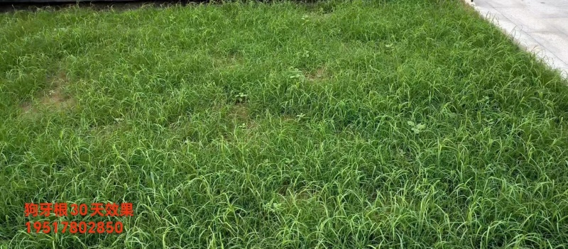 进口狗牙根草籽脱壳净籽矮化耐旱草坪草籽机场绿化草皮种子
