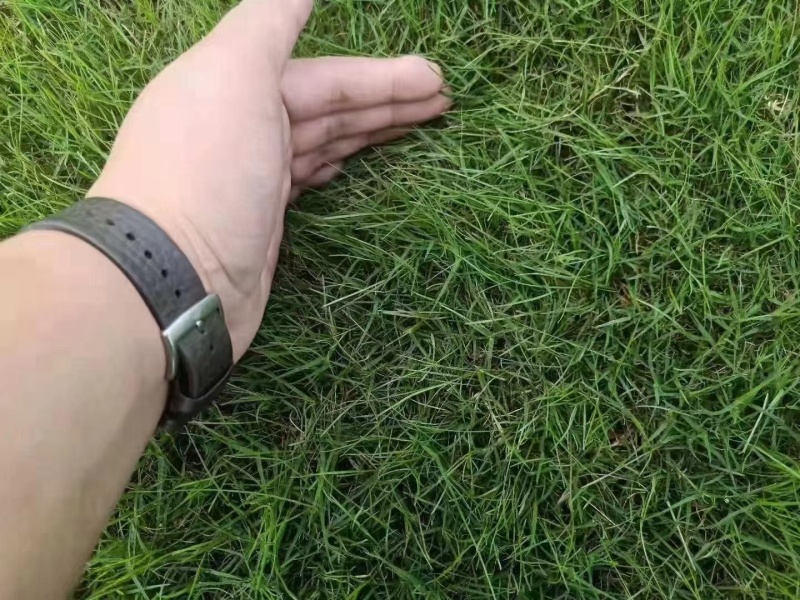 进口狗牙根草籽脱壳净籽矮化耐旱草坪草籽机场绿化草皮种子