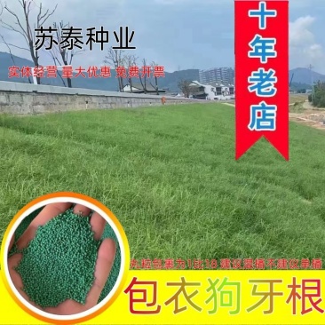狗牙根包衣草坪草籽低矮耐践踏公园庭院别墅小区绿化草皮种子