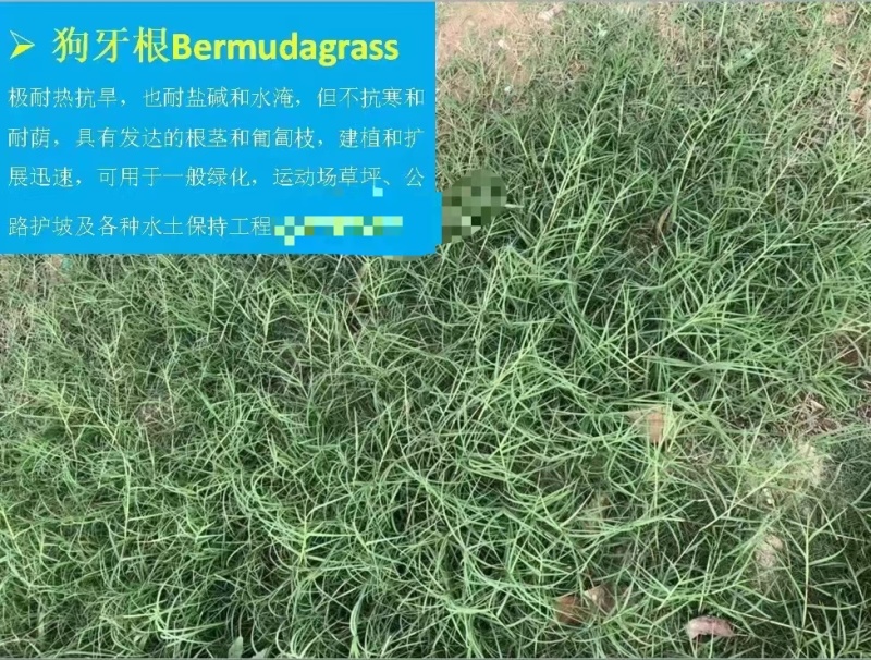 狗牙根包衣草坪草籽低矮耐践踏公园庭院别墅小区绿化草皮种子