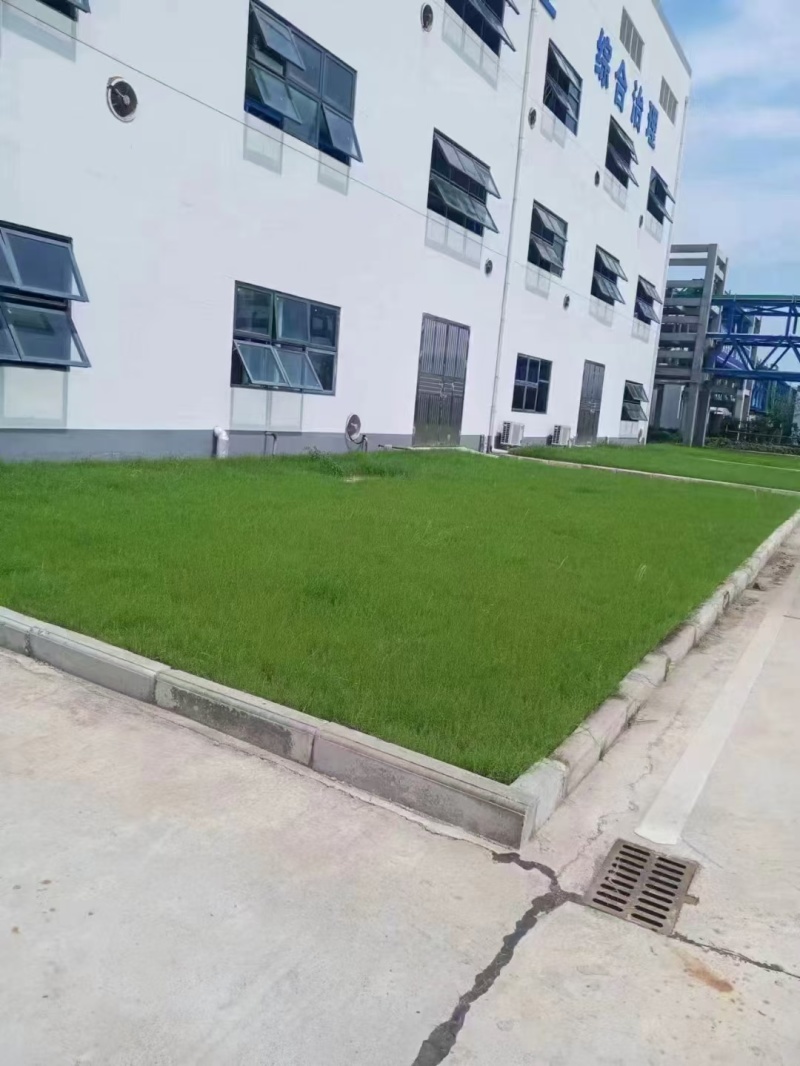 狗牙根包衣草坪草籽低矮耐践踏公园庭院别墅小区绿化草皮种子