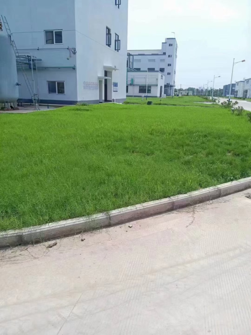 狗牙根包衣草坪草籽低矮耐践踏公园庭院别墅小区绿化草皮种子