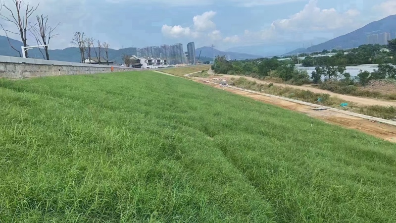 狗牙根包衣草坪草籽低矮耐践踏公园庭院别墅小区绿化草皮种子