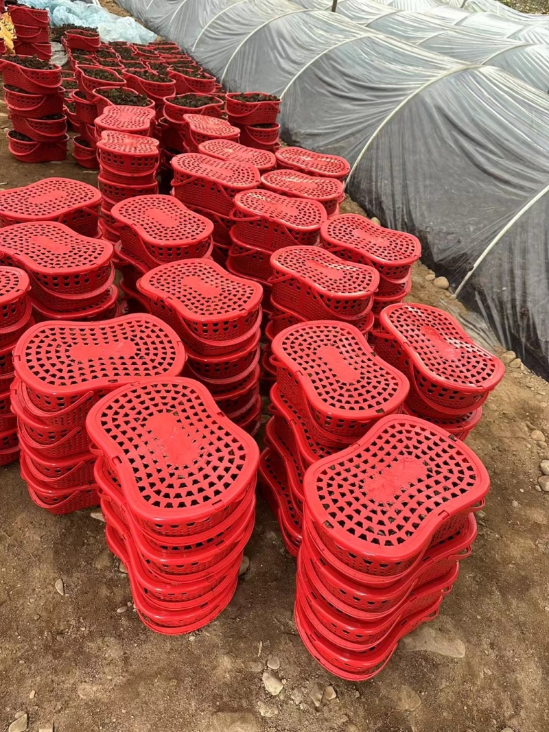 福建南靖自金线莲（节日礼篮）规格齐全，量大价优，对接全国