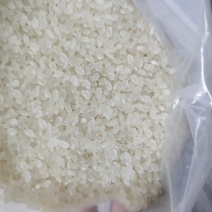 东北珍珠米