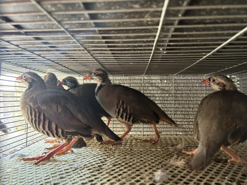 鹧鸪