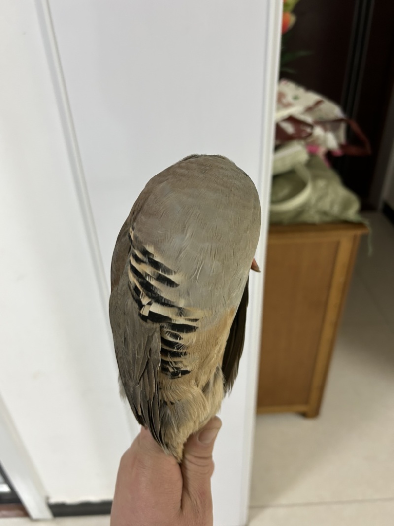 鹧鸪