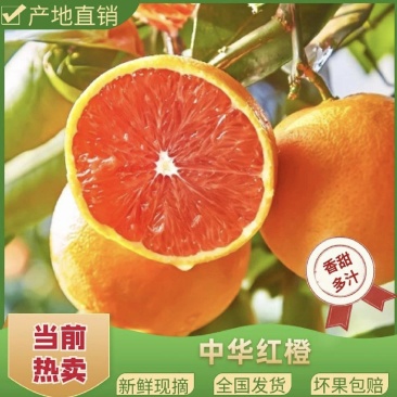 中华红橙湖北秭归橙子口感纯甜入口化渣量大从优