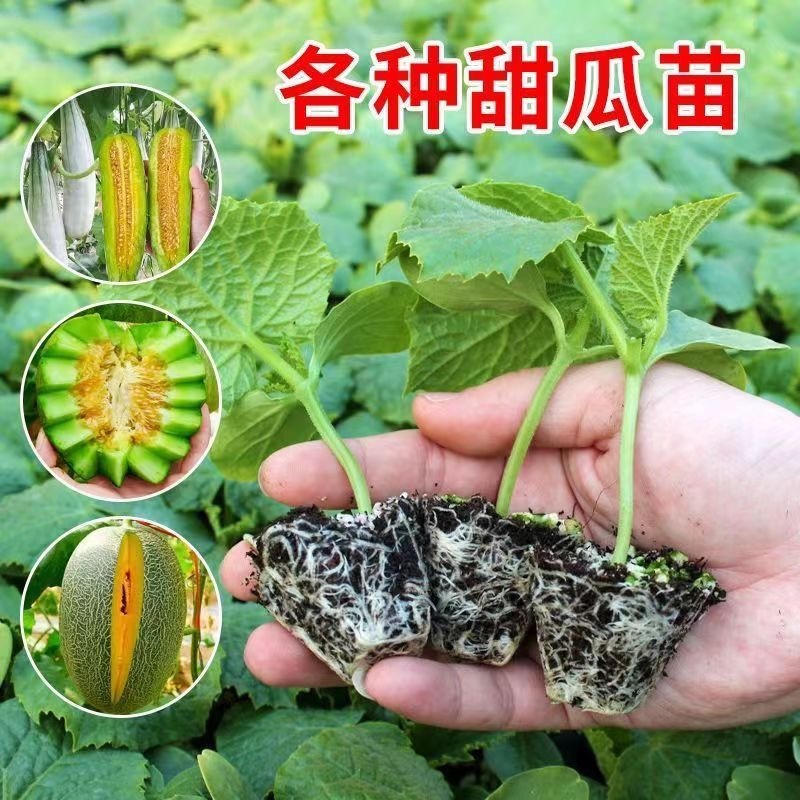 嫁接甜瓜苗直根甜瓜苗产量高寿光基地直发四季甜瓜