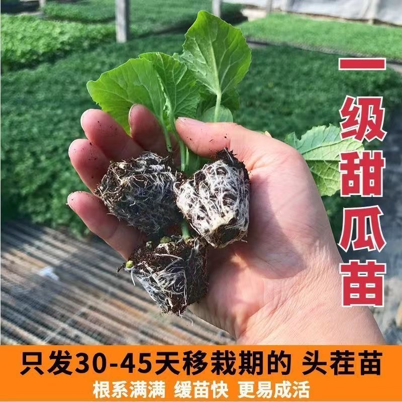 嫁接甜瓜苗直根甜瓜苗产量高寿光基地直发四季甜瓜