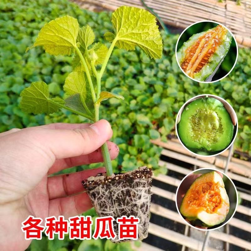 嫁接甜瓜苗直根甜瓜苗产量高寿光基地直发四季甜瓜