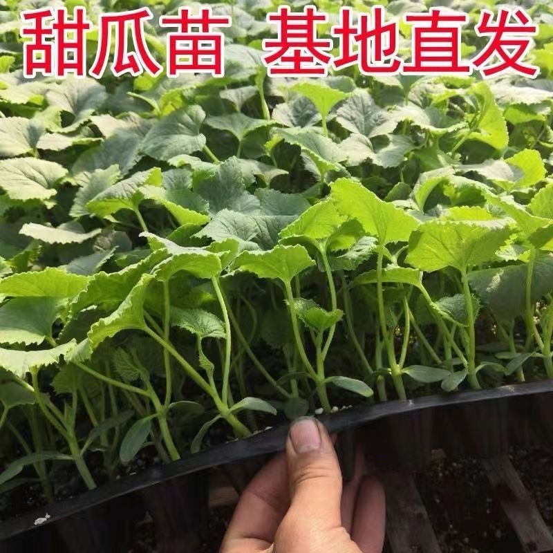 嫁接甜瓜苗直根甜瓜苗产量高寿光基地直发四季甜瓜