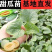 嫁接甜瓜苗直根甜瓜苗产量高寿光基地直发四季甜瓜