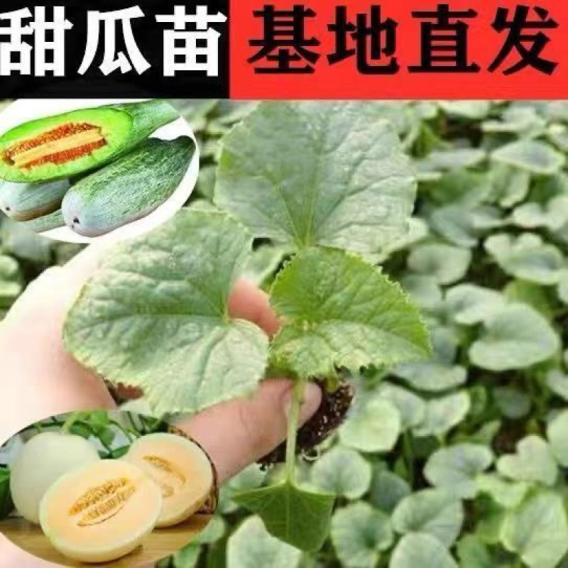 嫁接甜瓜苗直根甜瓜苗产量高寿光基地直发四季甜瓜