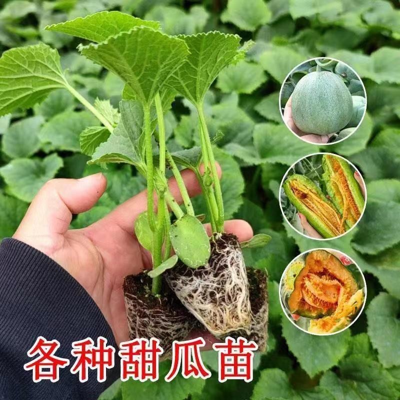 嫁接甜瓜苗直根甜瓜苗产量高寿光基地直发四季甜瓜