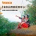 云南高原沃柑新鲜纯甜桔子应季薄皮橘子净重5斤单果70mm