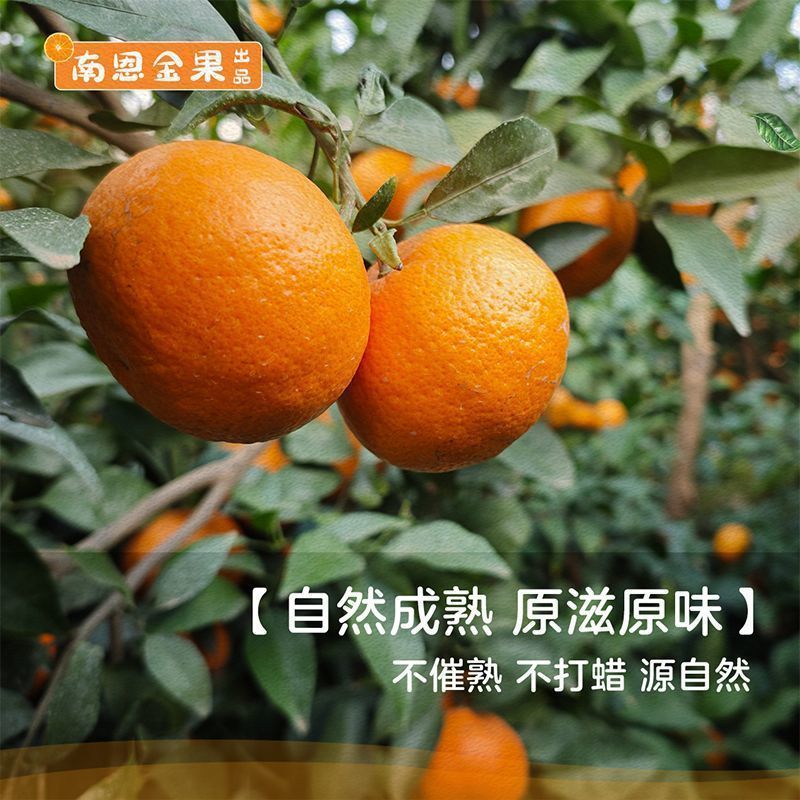 云南高原沃柑新鲜纯甜桔子应季薄皮橘子净重5斤单果70mm