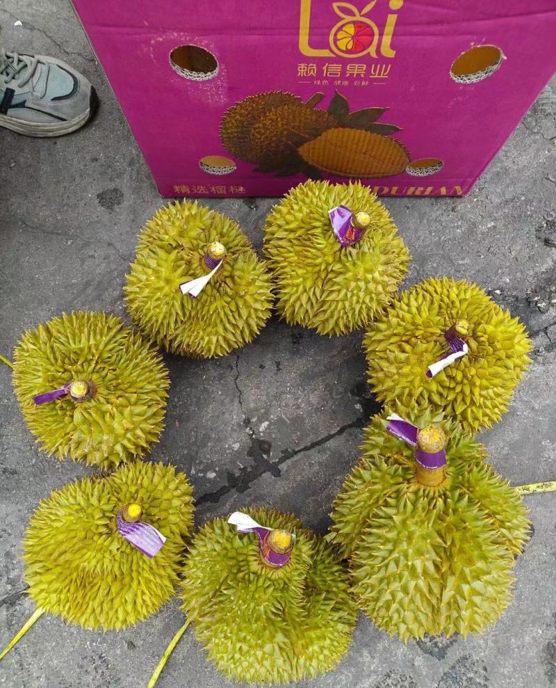 金枕榴莲一手批发价格，A果保5房，坏果包赔，货到付款