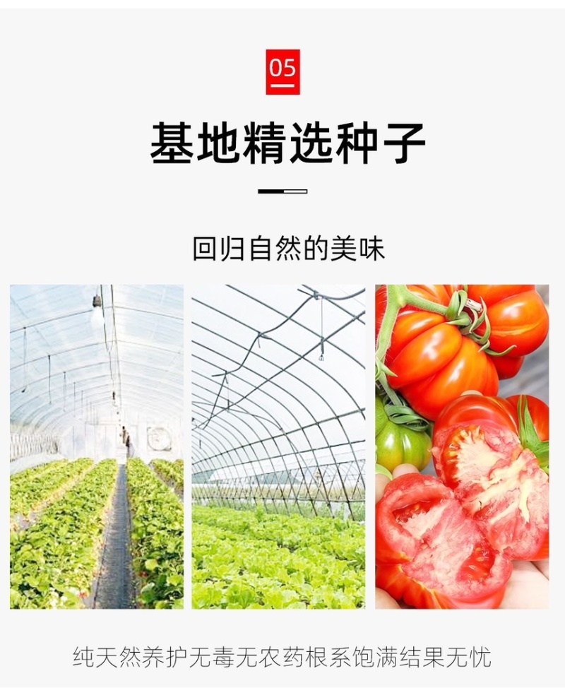 西红柿苗寿光基地直发南方北方皆可种大粉西红柿苗番笳苗高产