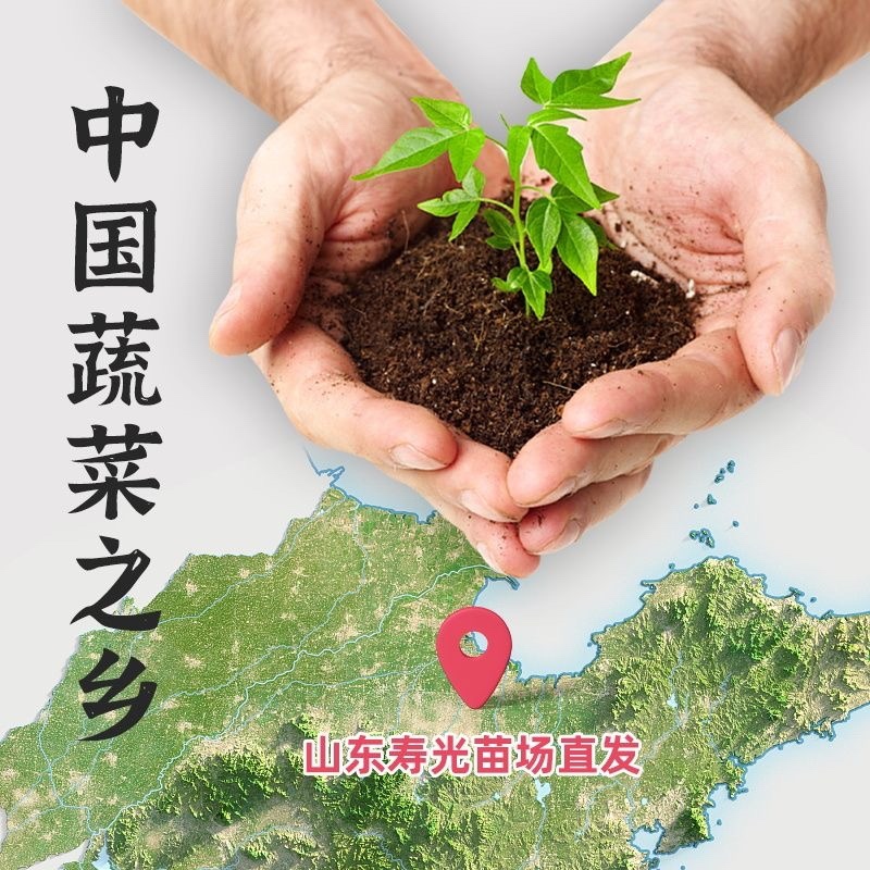 西红柿苗寿光基地直发南方北方皆可种大粉西红柿苗番笳苗高产