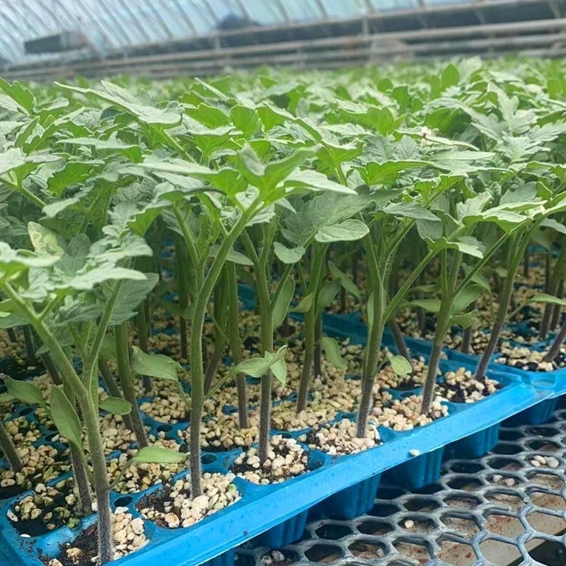 西红柿苗寿光基地直发南方北方皆可种大粉西红柿苗番笳苗高产