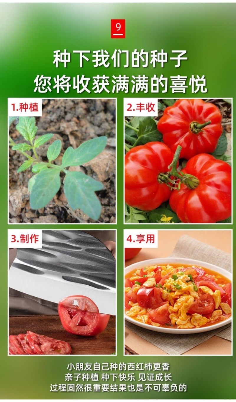 西红柿苗寿光基地直发南方北方皆可种大粉西红柿苗番笳苗高产