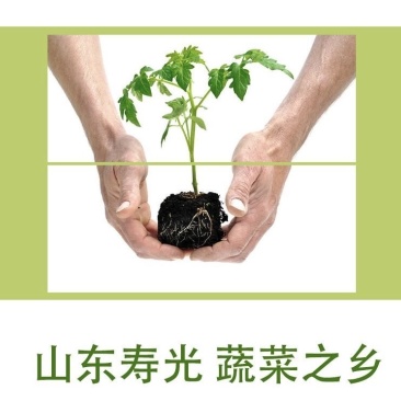 西红柿苗寿光基地直发南方北方皆可种大粉西红柿苗番笳苗高产