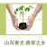 西红柿苗寿光基地直发南方北方皆可种大粉西红柿苗番笳苗高产