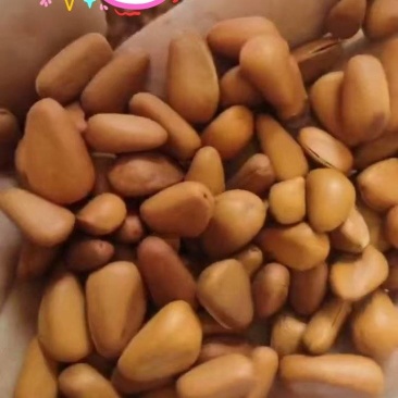东北铁岭开口大松子熟制坚果零食批发直销一件代发
