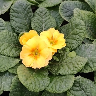 大杯报春花