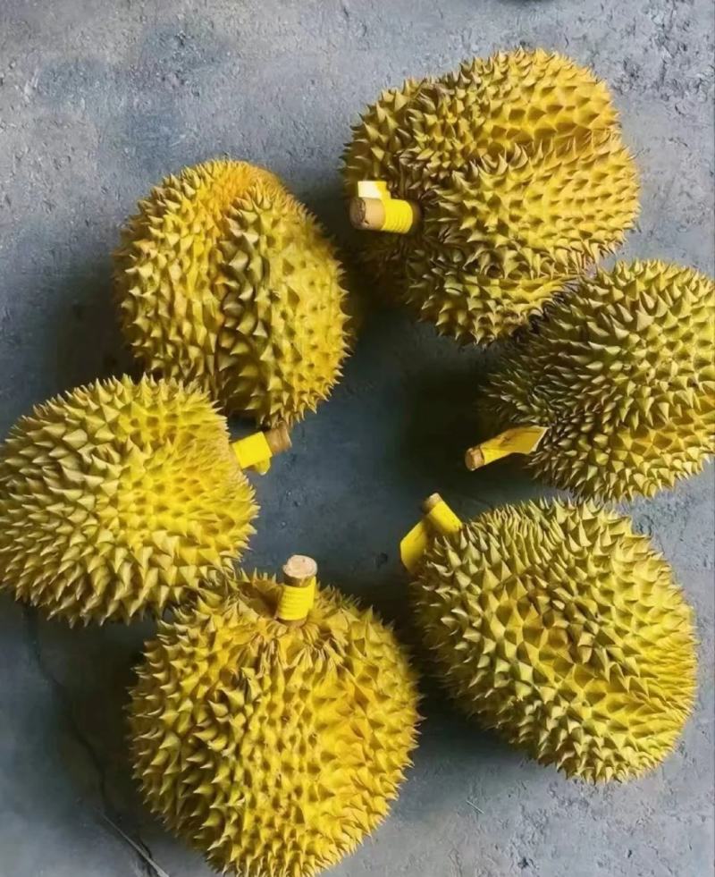 金枕榴莲一手批发价格，A果保5房，坏果包赔，货到付款