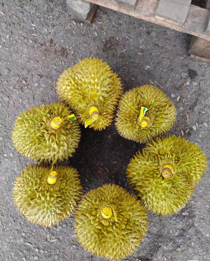 金枕榴莲一手批发价格，A果保5房，坏果包赔，货到付款