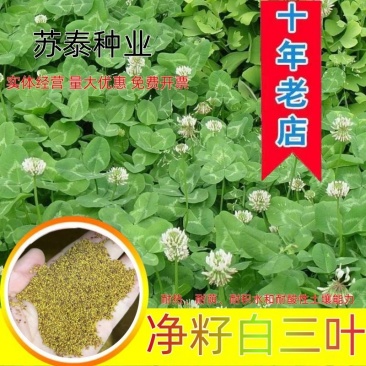 进口净籽三叶草花种子白车轴草种籽果园绿肥四季常青耐寒绿化