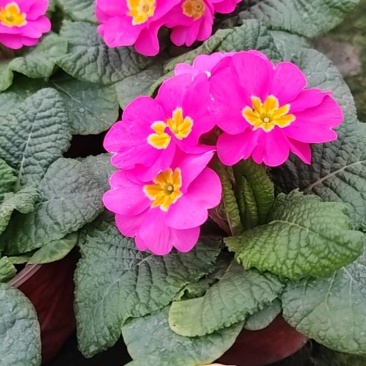 大杯报春花