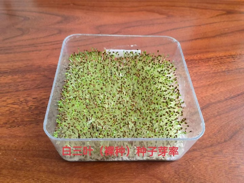 进口净籽三叶草花种子白车轴草种籽果园绿肥四季常青耐寒绿化