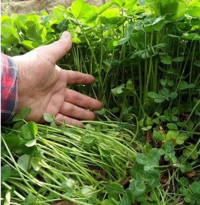 进口净籽三叶草花种子白车轴草种籽果园绿肥四季常青耐寒绿化