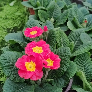 大杯报春花