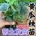 嫁接黄瓜苗耐寒水果黄瓜苗密刺大黄瓜苗绿心旱黄瓜寿光基地