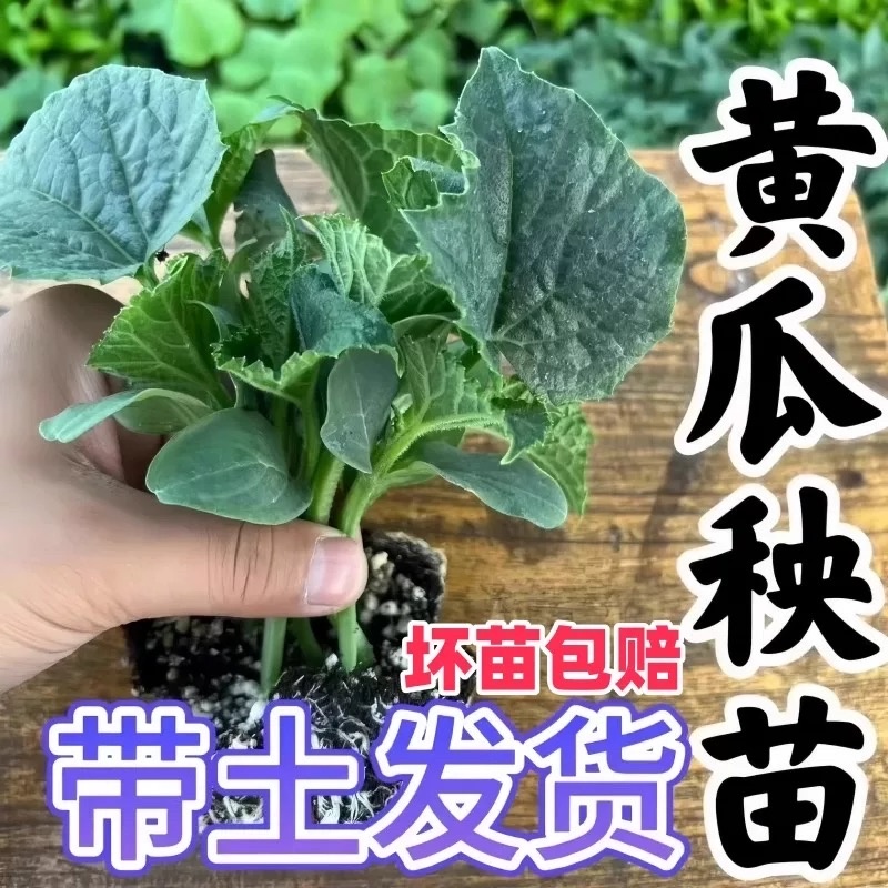 嫁接黄瓜苗耐寒水果黄瓜苗密刺大黄瓜苗绿心旱黄瓜寿光基地