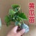 嫁接黄瓜苗耐寒水果黄瓜苗密刺大黄瓜苗绿心旱黄瓜寿光基地