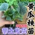 嫁接黄瓜苗耐寒水果黄瓜苗密刺大黄瓜苗绿心旱黄瓜寿光基地