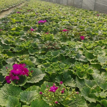 大杯瓜叶菊