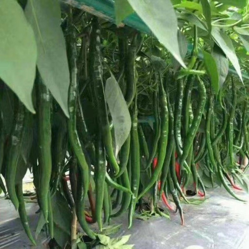 辣椒苗辣子苗尖椒苗线椒螺丝椒方椒杭椒青椒薄皮椒四季寿光