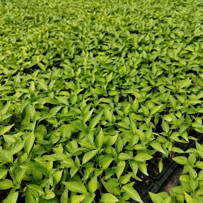 辣椒苗辣子苗尖椒苗线椒螺丝椒方椒杭椒青椒薄皮椒四季寿光