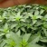 辣椒苗辣子苗尖椒苗线椒螺丝椒方椒杭椒青椒薄皮椒四季寿光