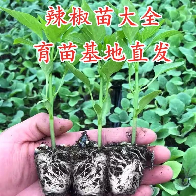 辣椒苗辣子苗尖椒苗线椒螺丝椒方椒杭椒青椒薄皮椒四季寿光