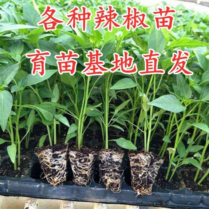辣椒苗辣子苗尖椒苗线椒螺丝椒方椒杭椒青椒薄皮椒四季寿光